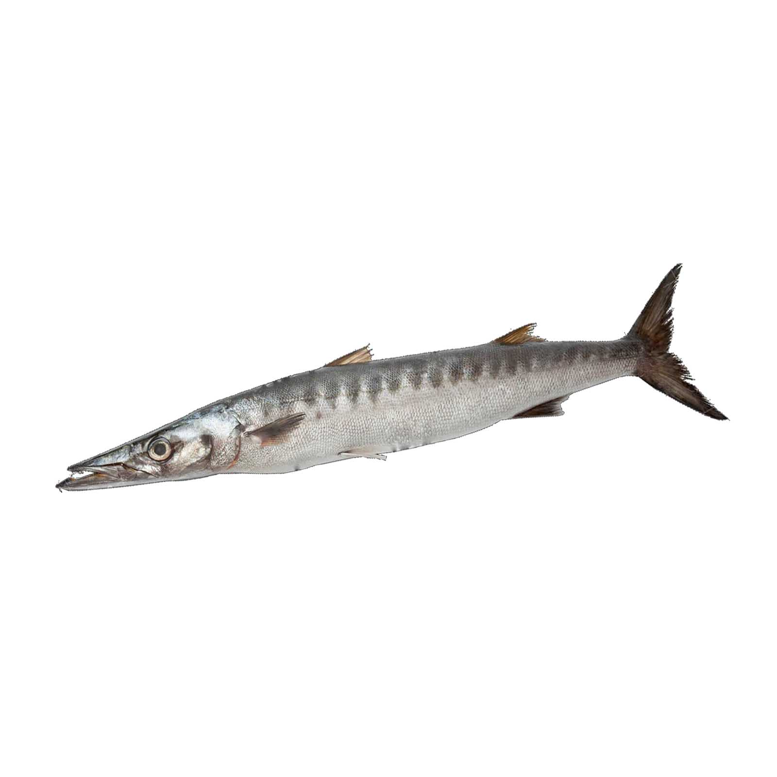 FISH BARACUDA FRESH ( 1 KG )