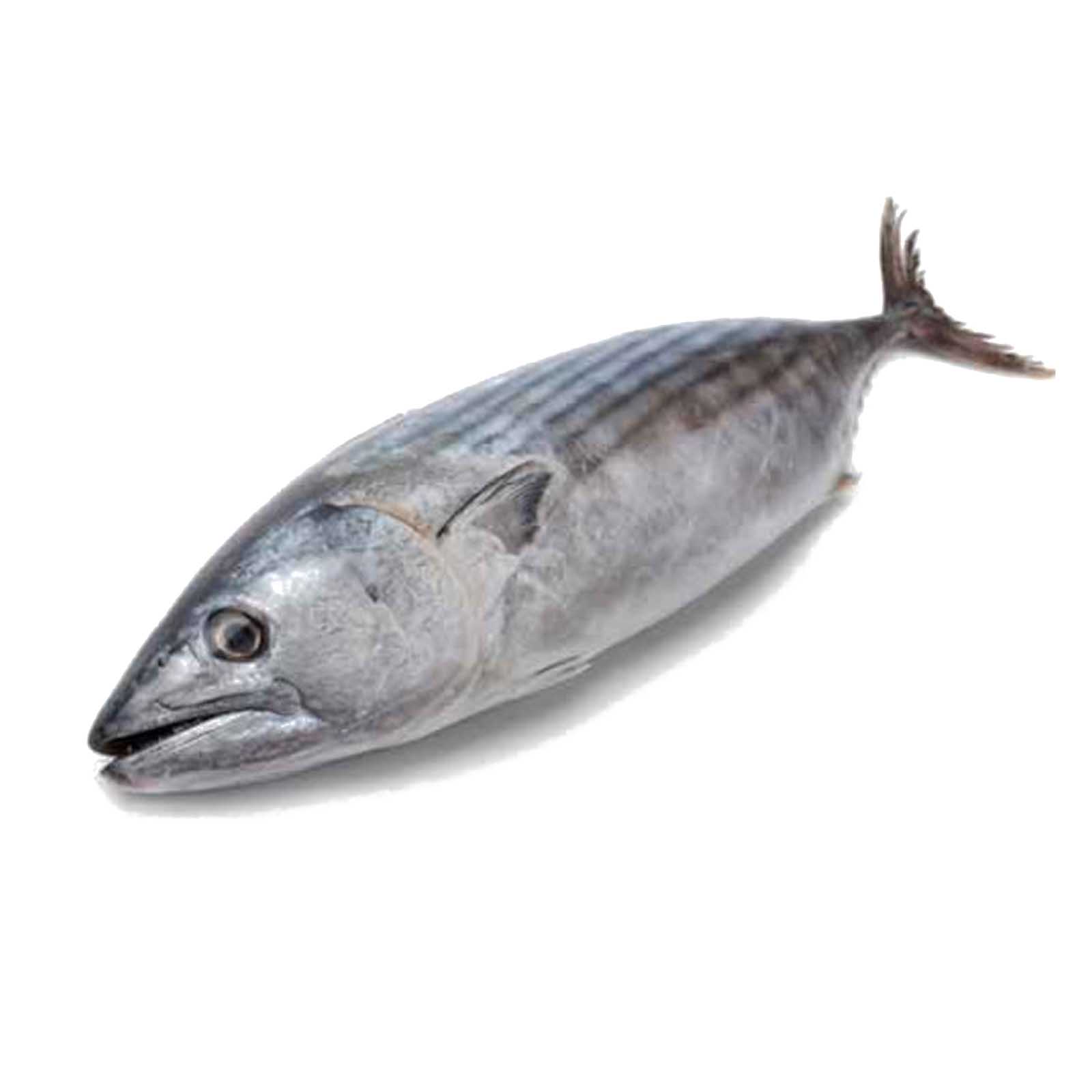 FISH TUNA FRESH SMALL ( 1 KG )