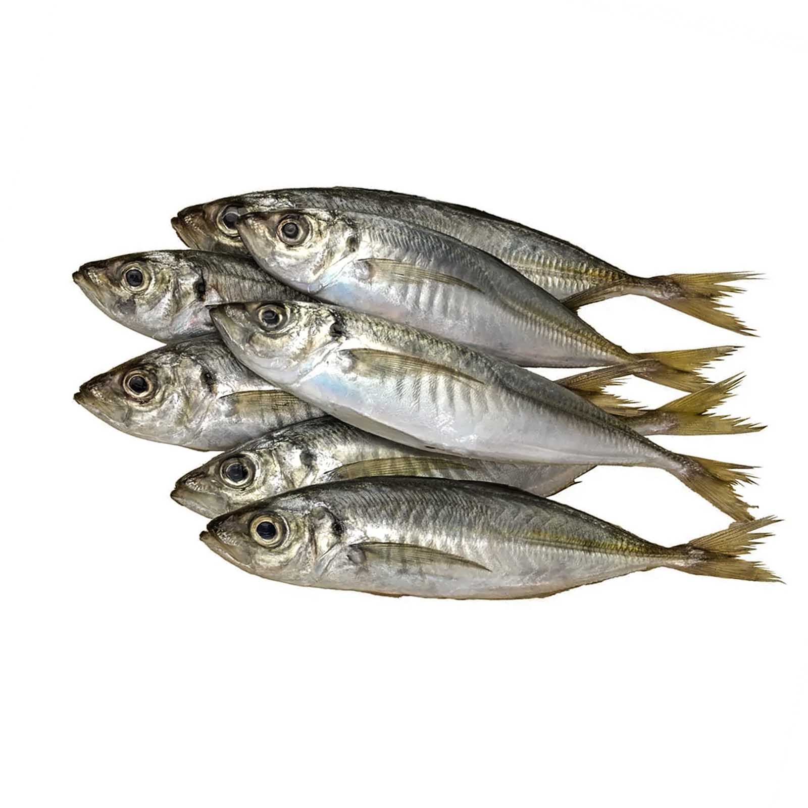 FISH MACKEREL FRESH SMALL ( 1 KG )