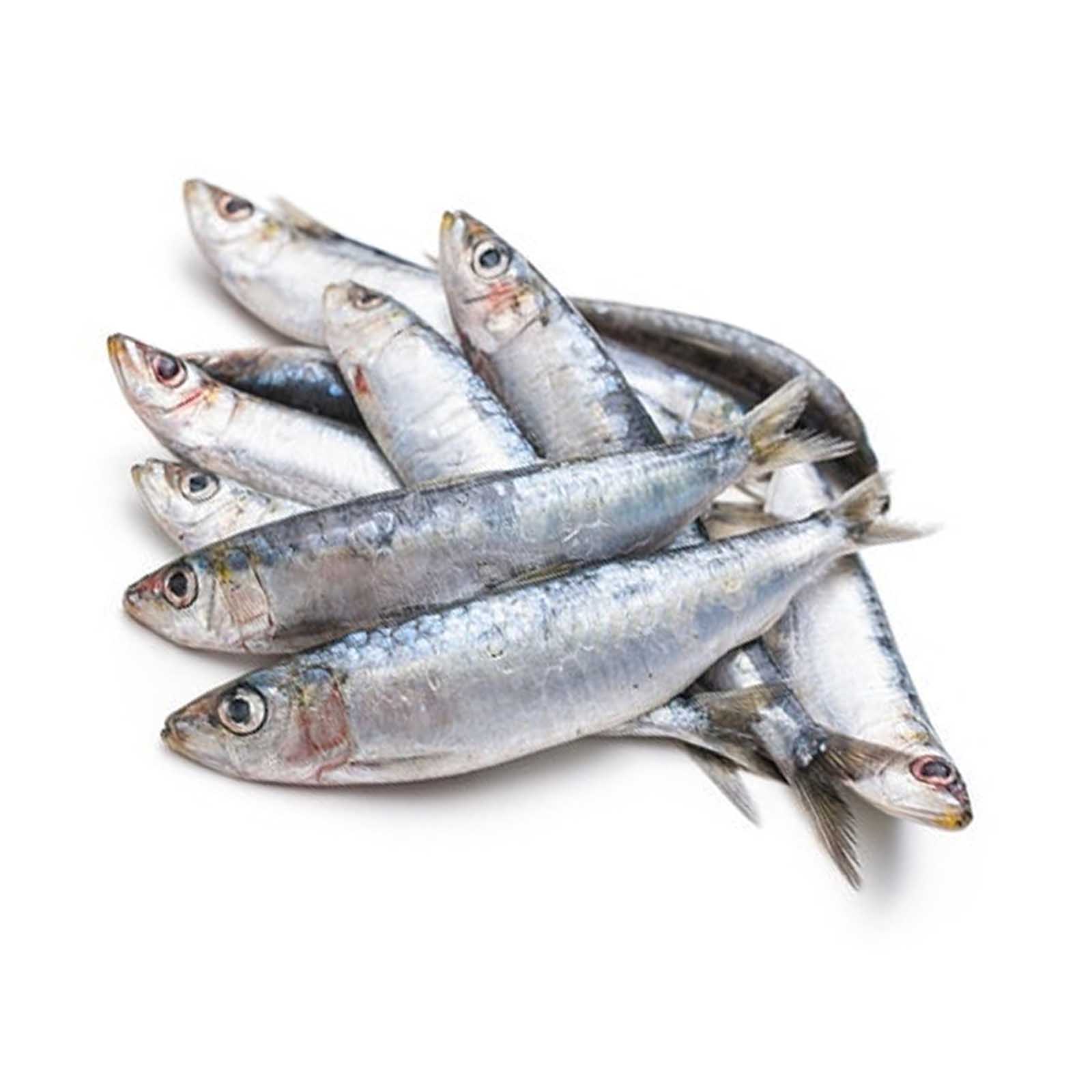 FISH SARDINES FRESH SMALL ( 1 kg )