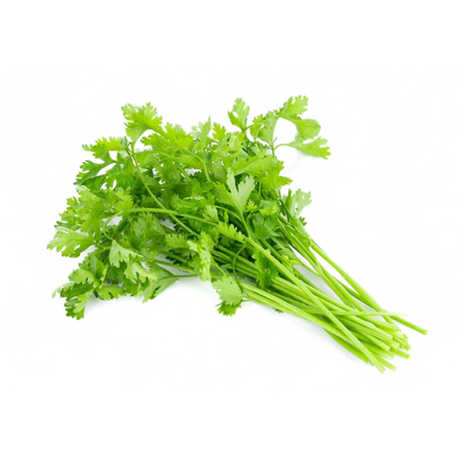 CORIANDER LEAVES SANITIZED ( KG )