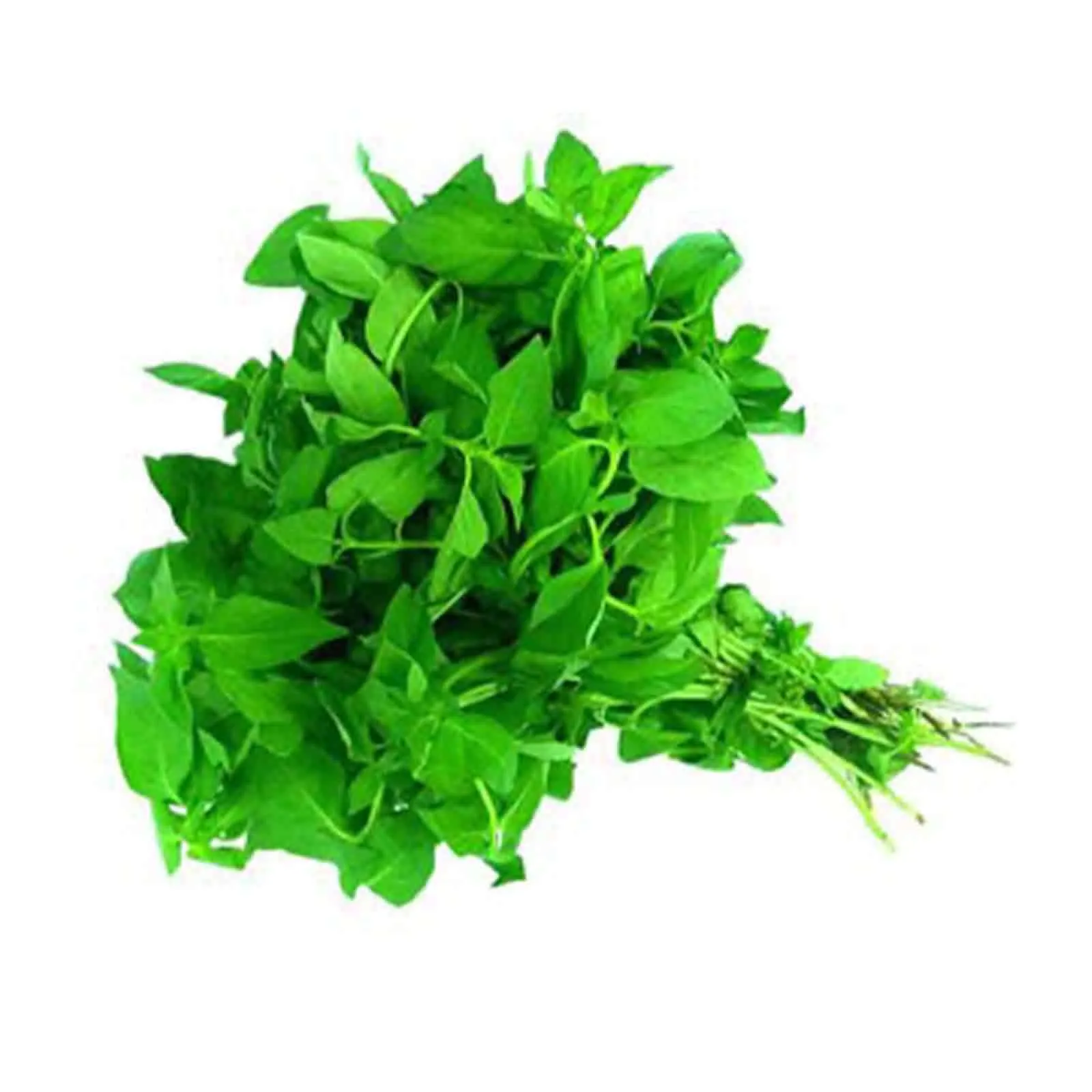BASIL LEAVES - KENYA ( KG )
