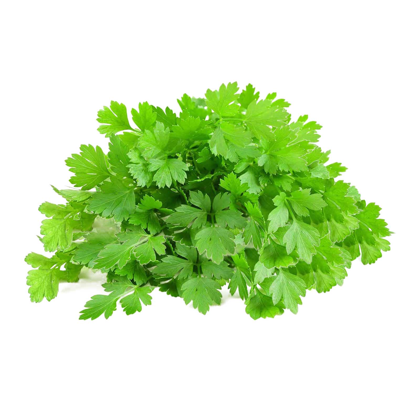 PARSLEY - UAE ( KG )