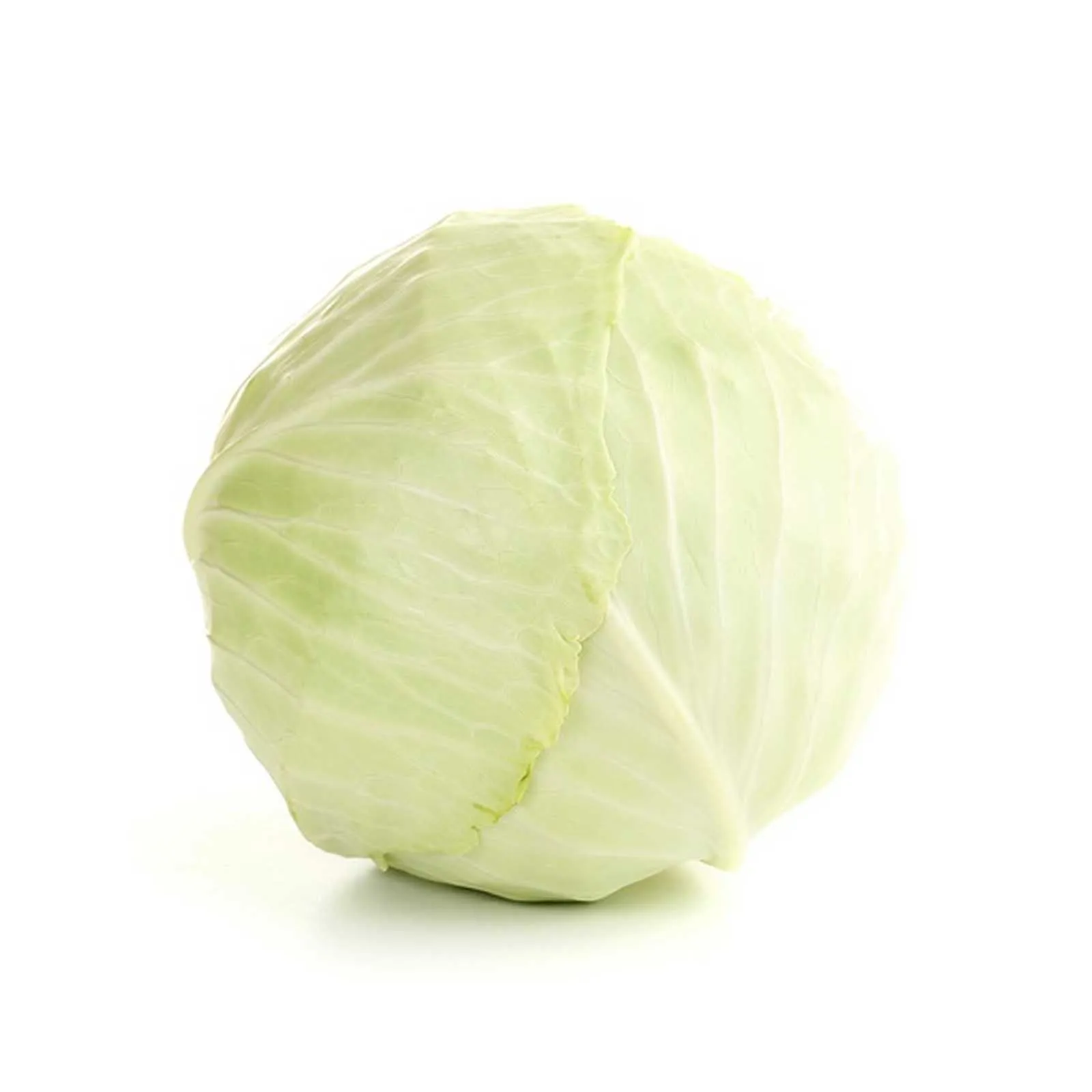 CABBAGE WHITE - HOLL ( KG )