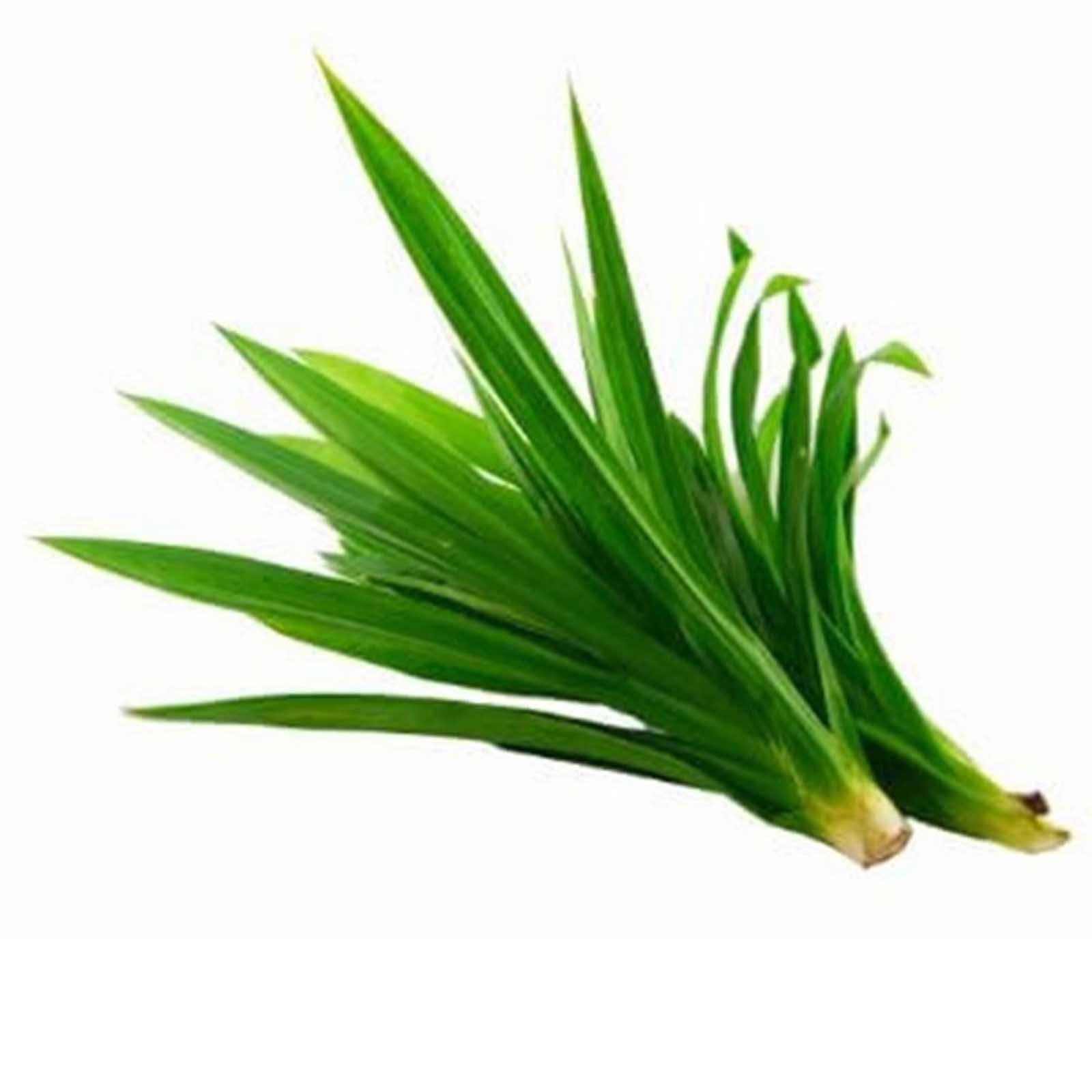 PANDAN LEAVES - THAI ( KG )