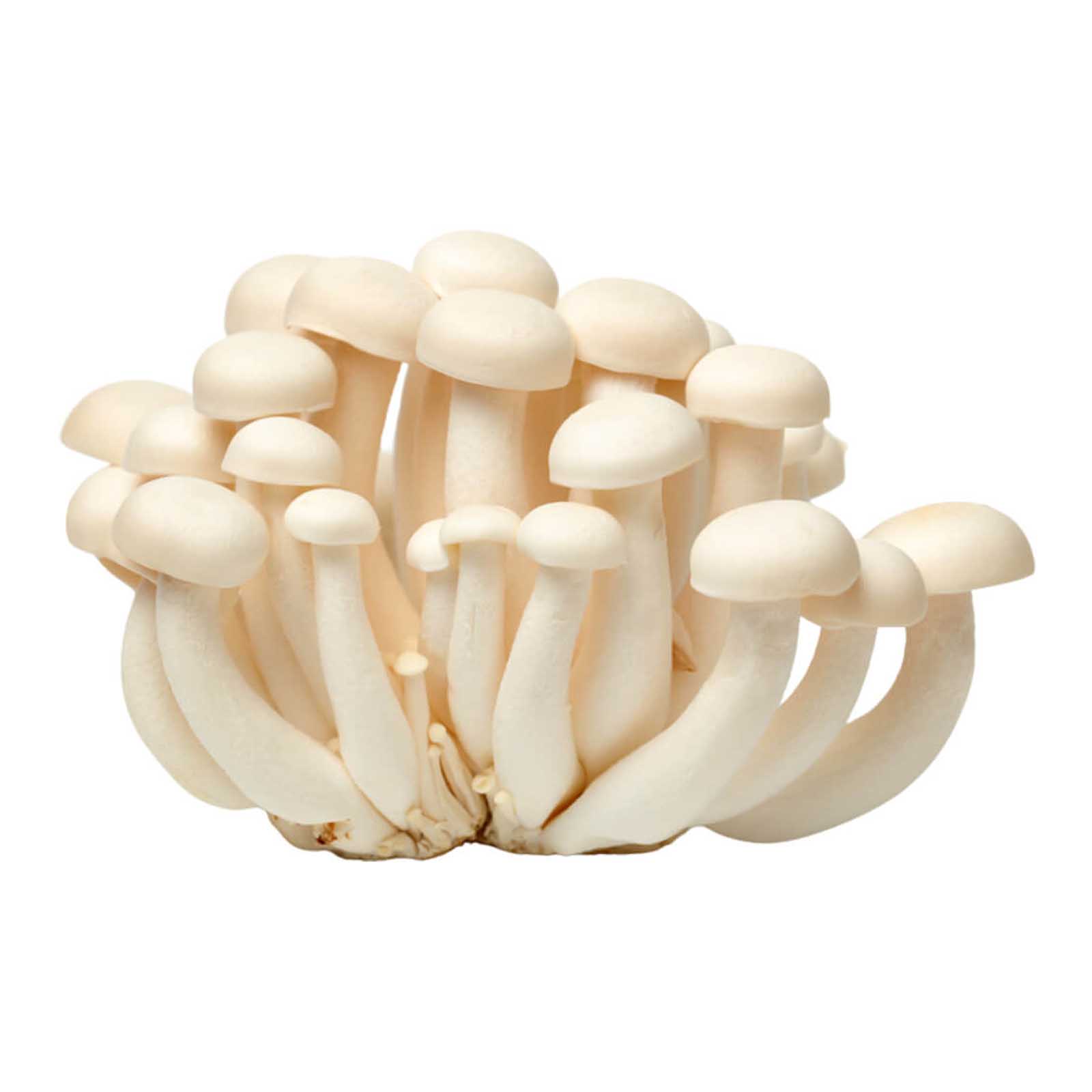 MUSHROOM SHIMEJI WHITE - CHINA ( KG )