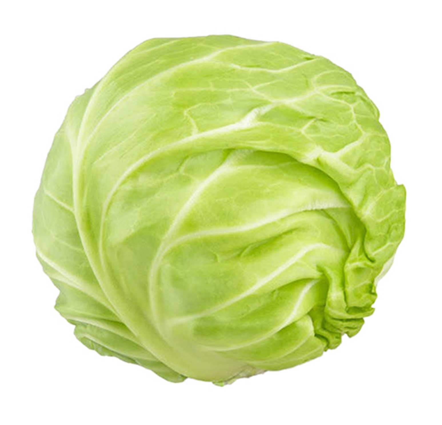 CABBAGE WHITE - HOLLAND - PC ( 1.3 KG - 1.5 KG )