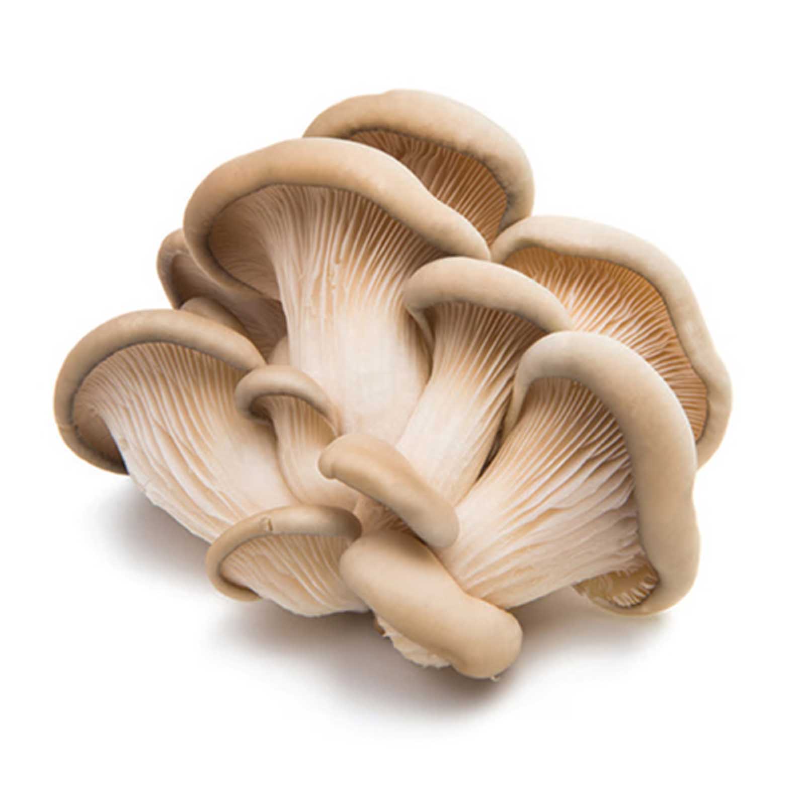 MUSHROOM OYSTER - UAE ( 250 GM )