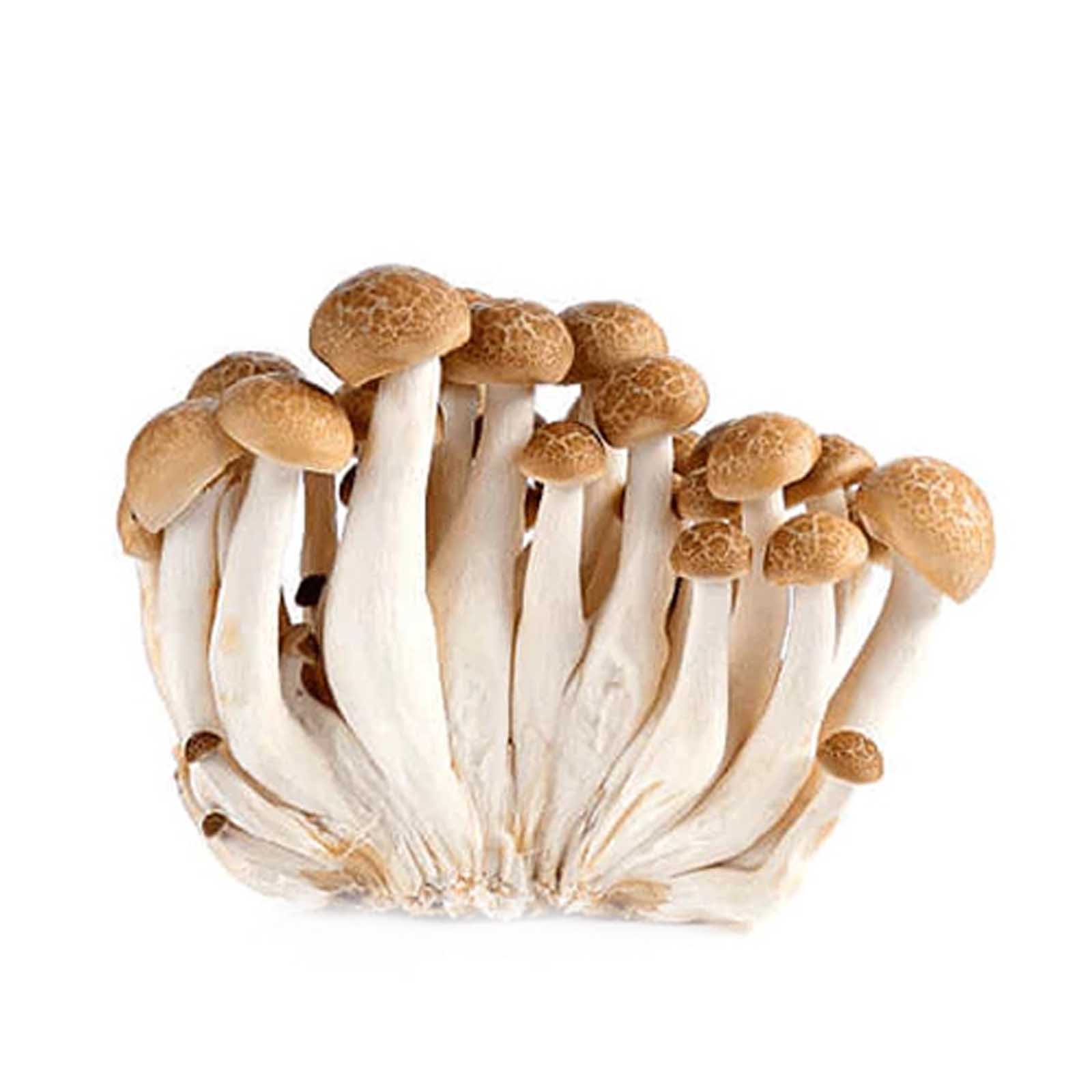 MUSHROOM SHIMEJI BROWN - CHINA ( KG )