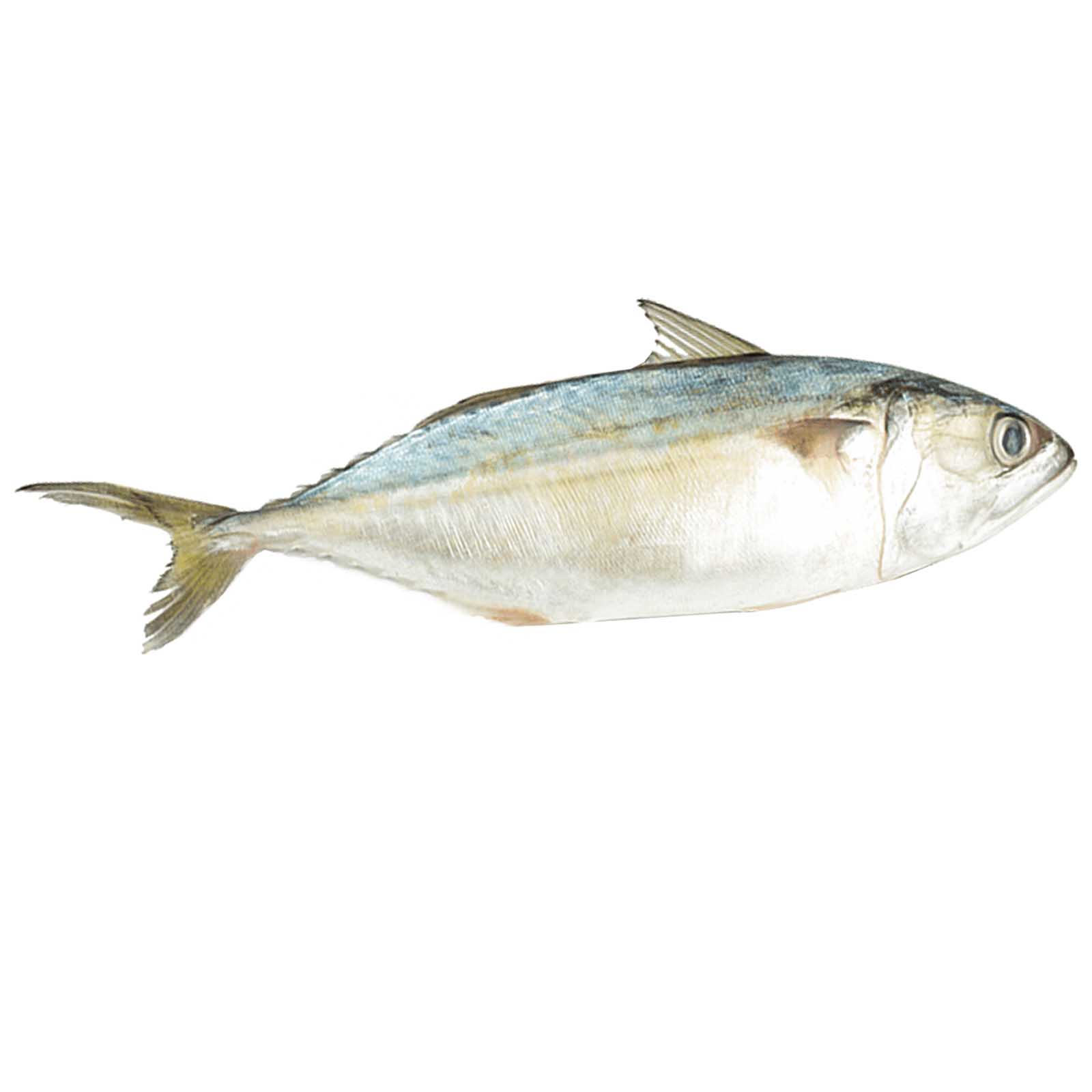 FISH MACKEREL FRESH BIG ( 1 KG )