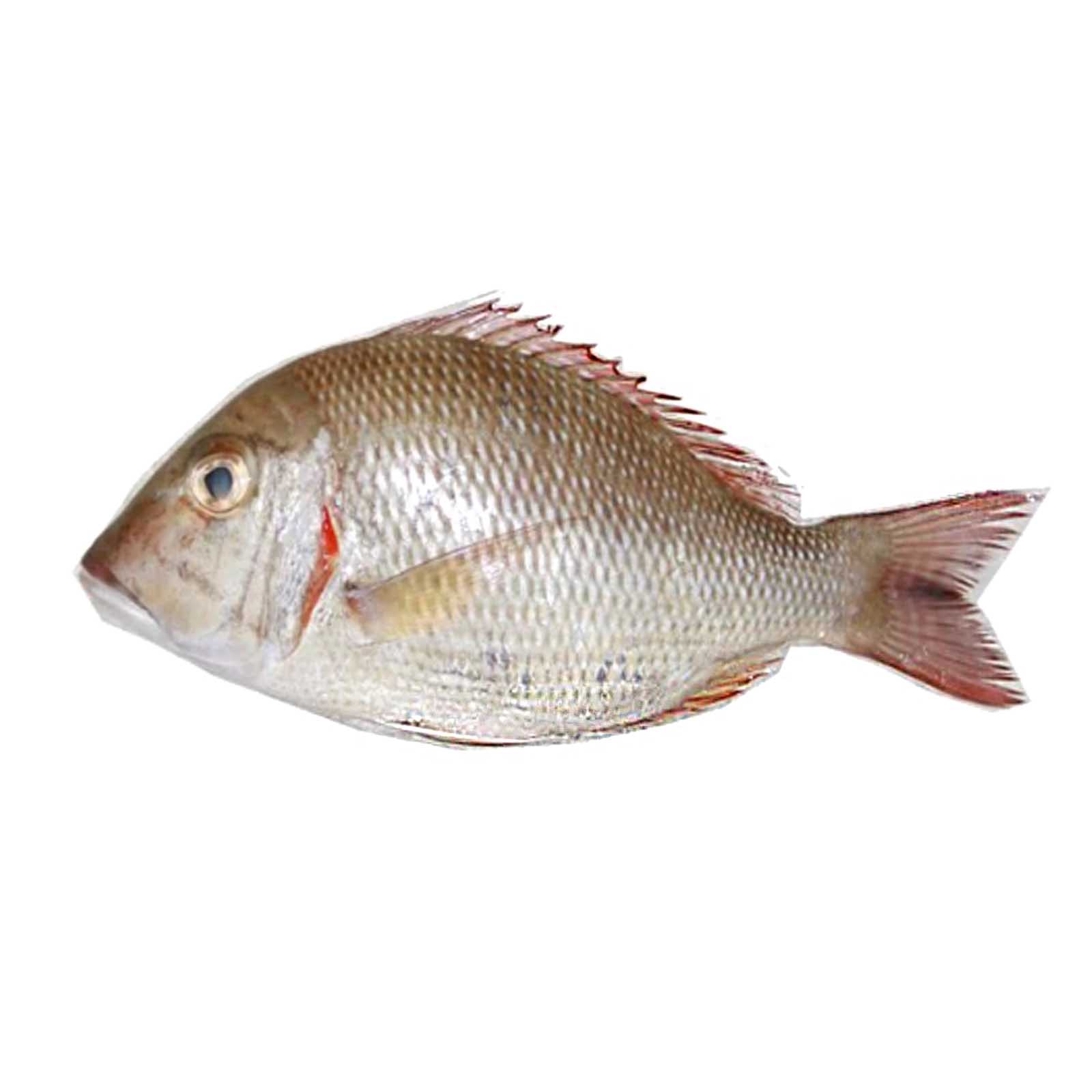 FISH SHERY FRESH ( 1 KG )