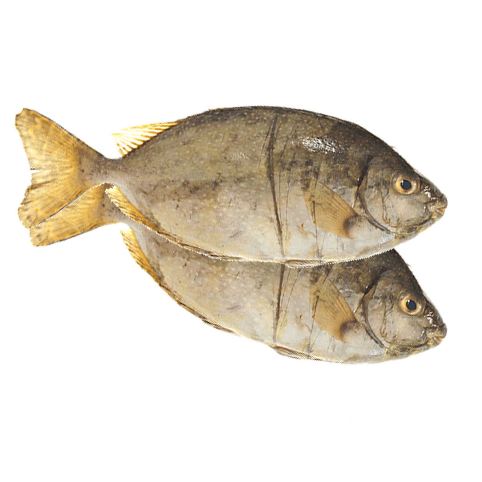 FISH SAFI FRESH MEDIUM ( 1 KG )