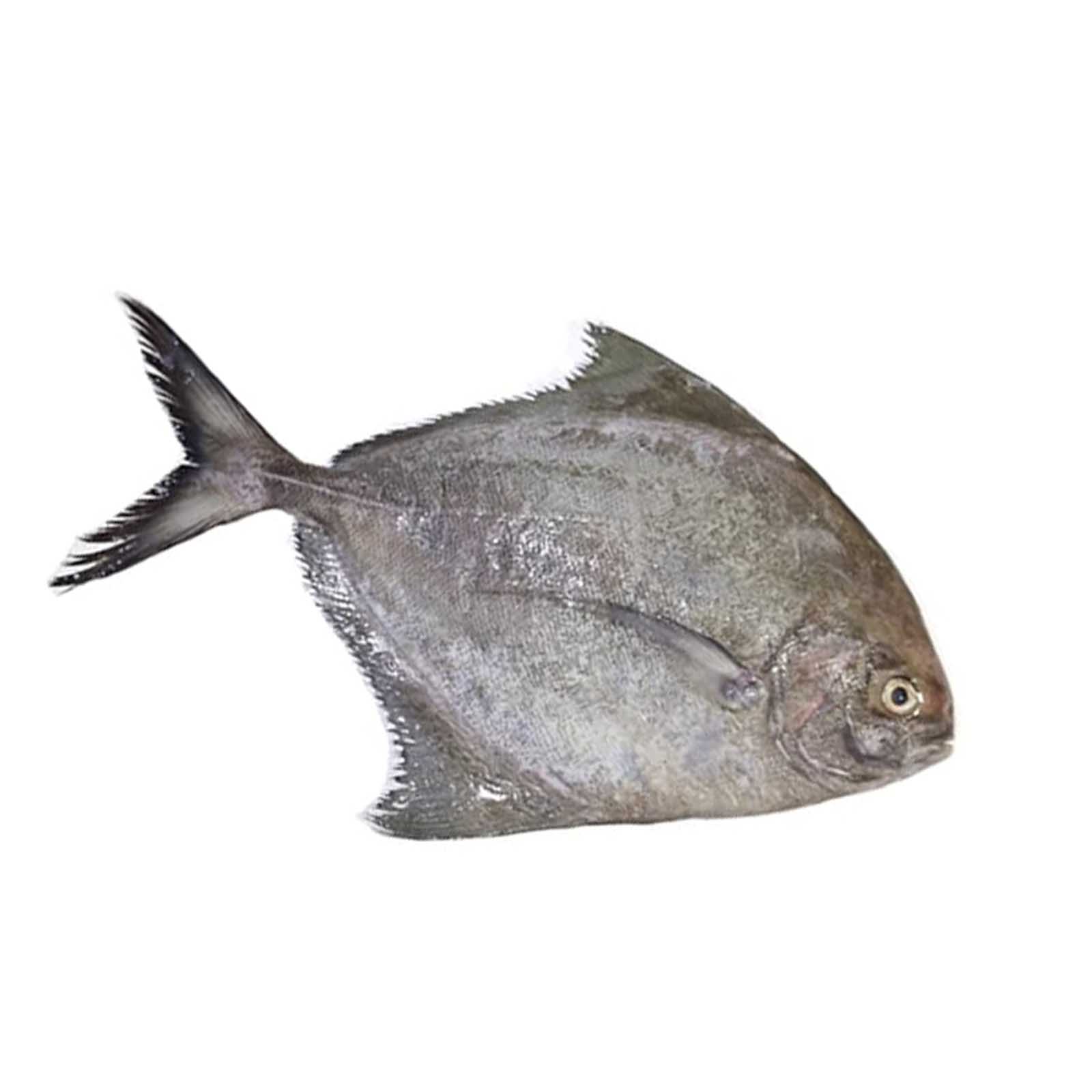 FISH POMFRET BLACK FRESH ( 1 kg )