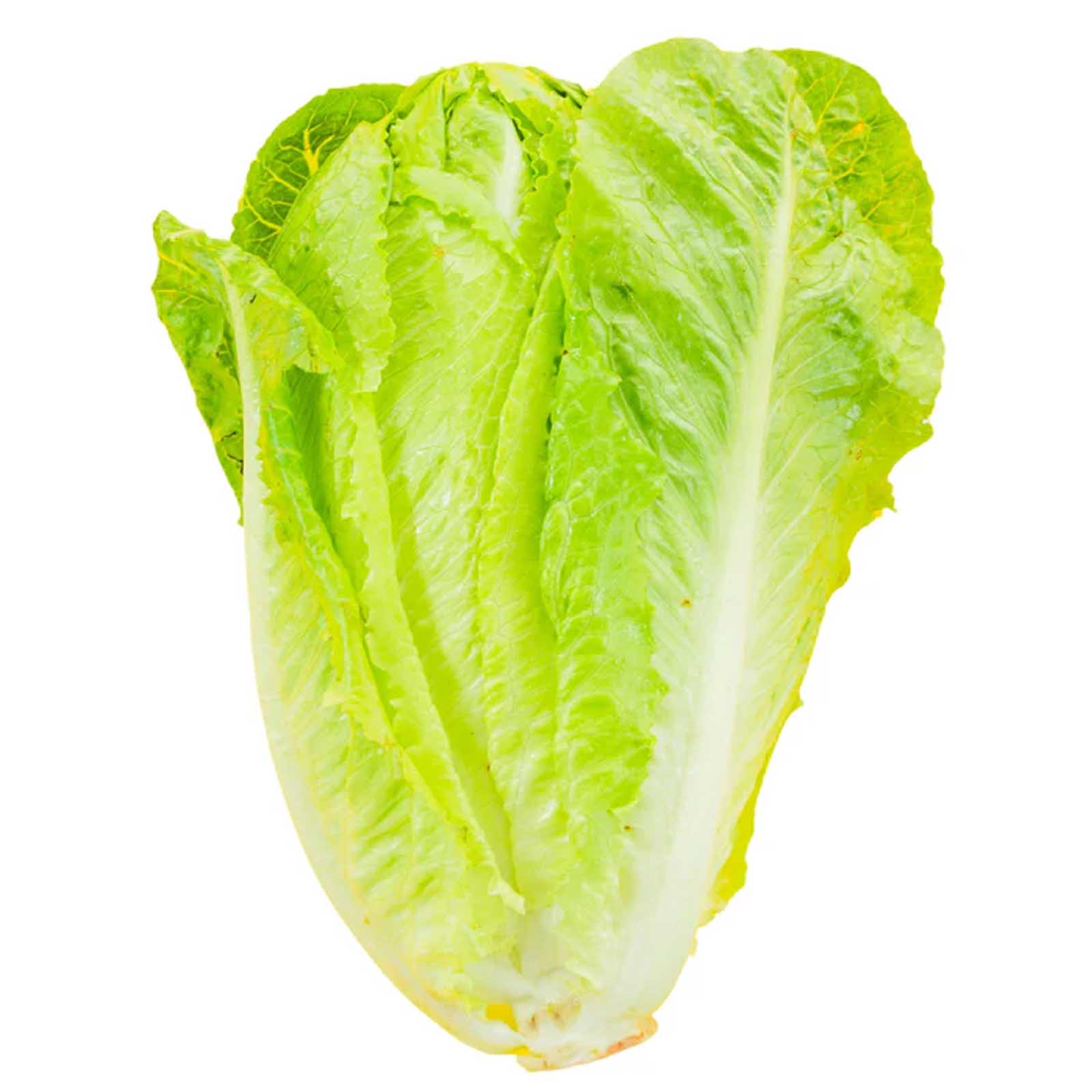 ROMAINE HEARTS LETTUCE  ( 1 PKT )