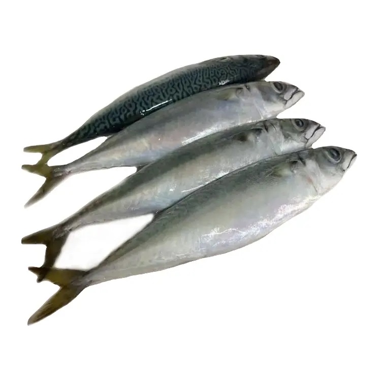  Eastco Mackerel Frozen 10 kg