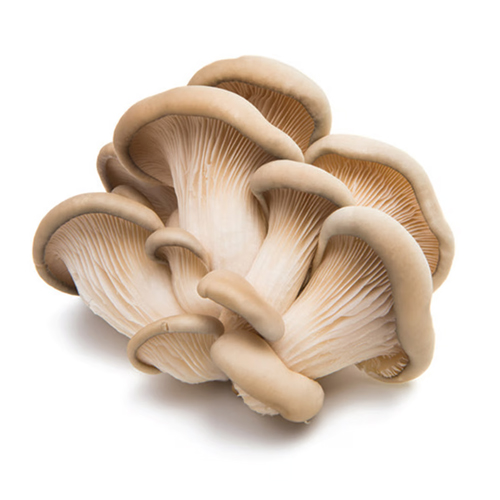 MUSHROOM OYSTER - UAE ( KG )