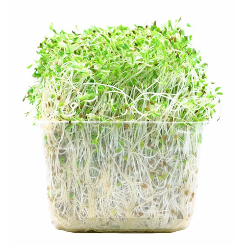  Fit Fresh Alfa Alfa Sprouts Australia Kg