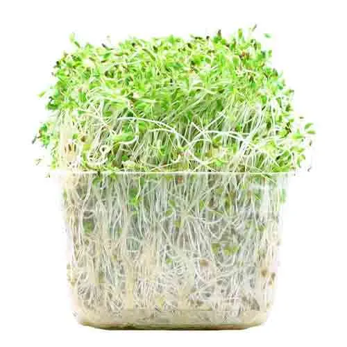 ALFA ALFA SPROUTS - AUS ( kg )