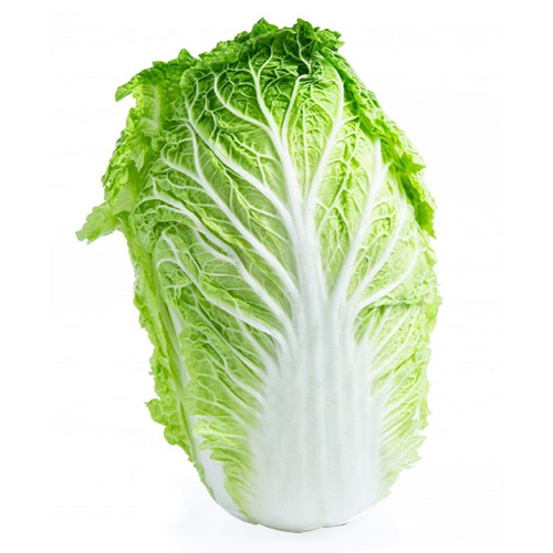  Fit Fresh Cabbage 1 Pcs 1.2 - 1.5 Kg  - Iran