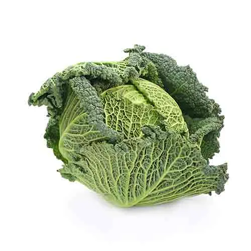 CABBAGE SAVOY - HOLLAND - 1PC ( 1 - 1.1 KG )