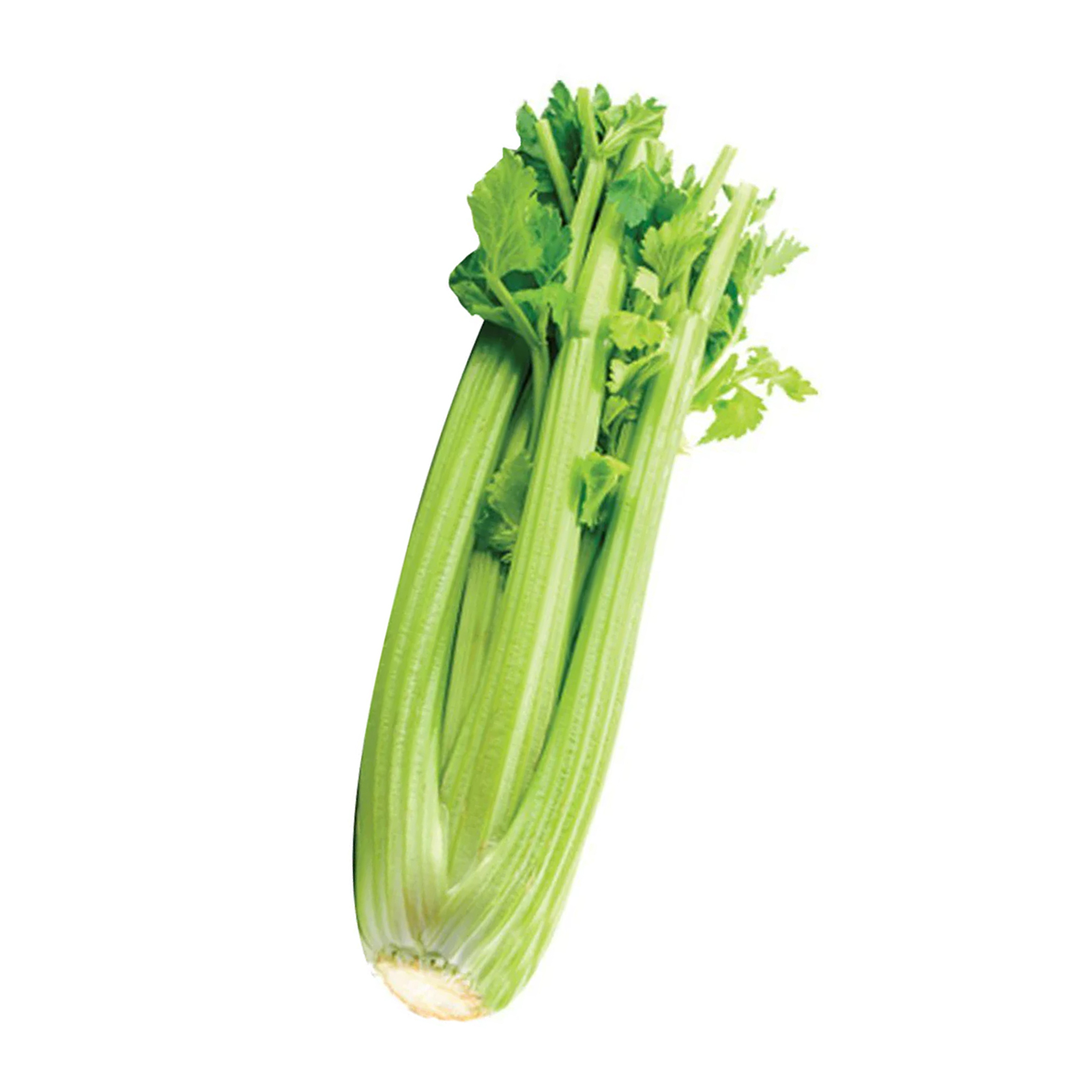 CELERY - CHINA ( KG )