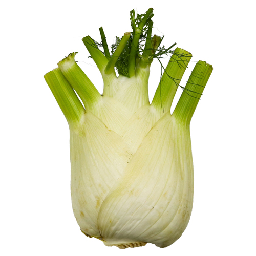  Fit Fresh Fennel 1 Kg - Holland 