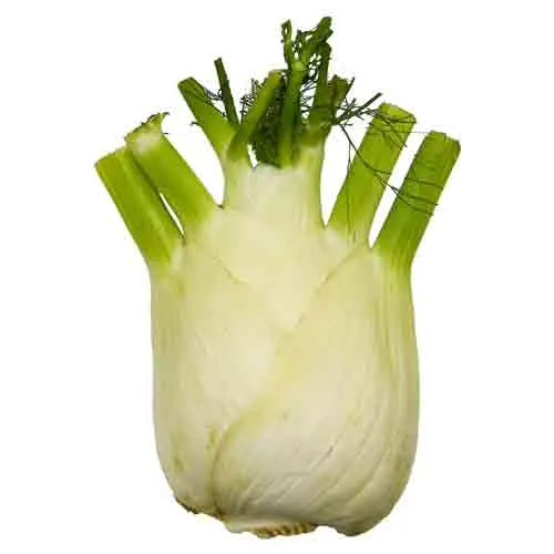 FENNEL - HOLLAND - PC ( 300 - 400 GM )