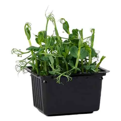  Fit Fresh Affilla Cress Pot - UAE