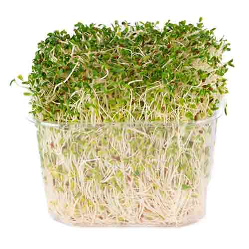 Fit Fresh Alfa Alfa Sprouts Pkt 100 g - Australia