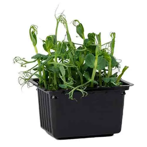GARDEN CRESS - HOLLAND - POT