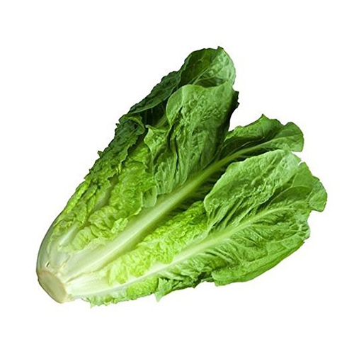 LETTUCE ROMAINE - ME ( KG )