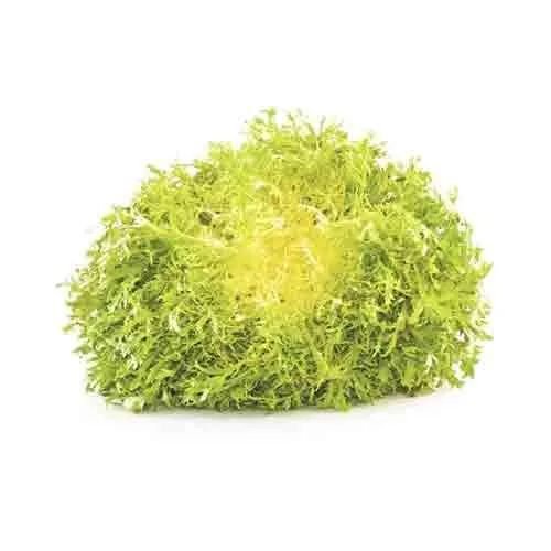 LETTUCE FRISEE YELLOW - SPAIN - HEAD ( 300 GM )