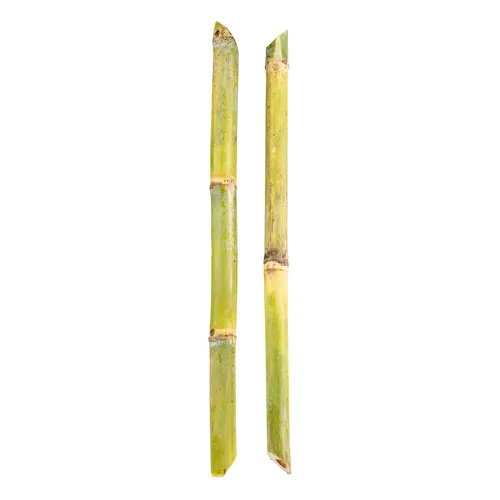 SUGARCANE - EGYPT ( KG )