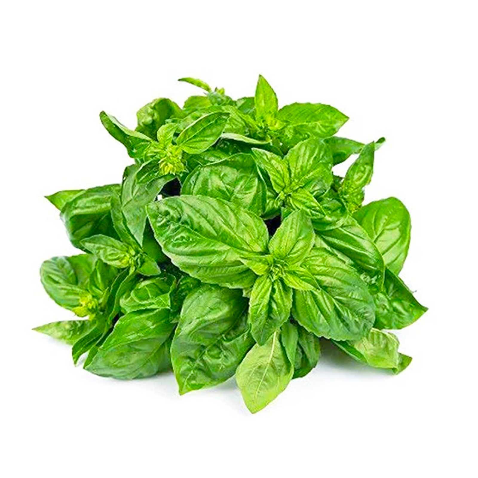 BASIL LEAVES WITHOUT STEM ( kg )