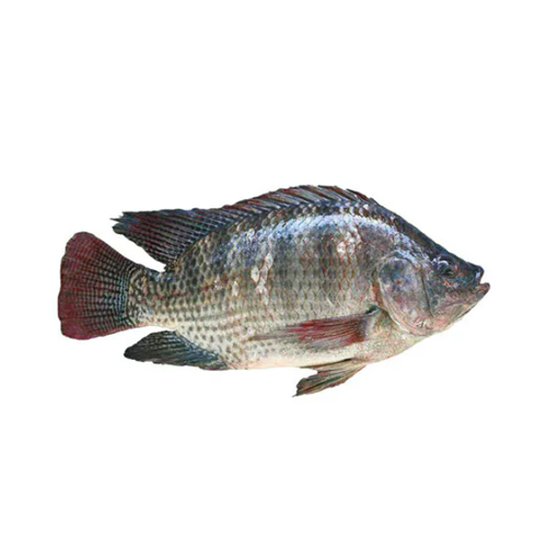 FISH TILAPIA FRESH 