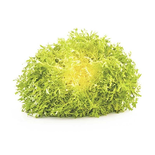 LETTUCE FRISEE YELLOW HOLLAND 