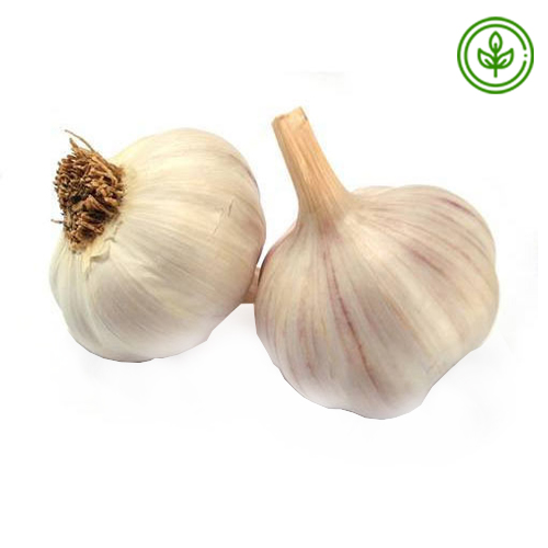  Organic Garlic 