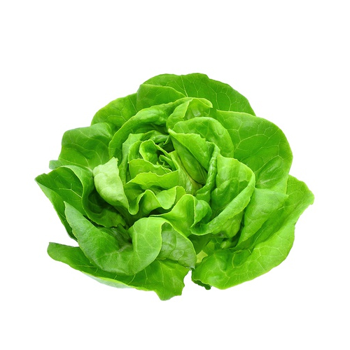 LETTUCE BOSTON - HOLL ( KG )