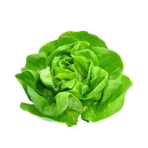 LETTUCE BOSTON - HOLL ( KG )