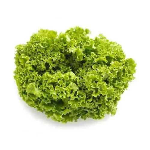 LETTUCE LOLLO BIONDA-ME-HEAD ( 250 GM ) 