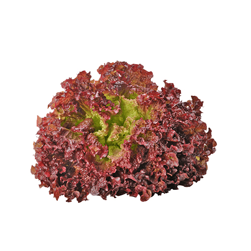  Fit Fresh Lettuce Lollo Rosso Kg - Holland