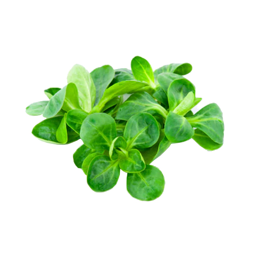 LAMB LETTUCE - ITALY - PKT ( 125 GM )