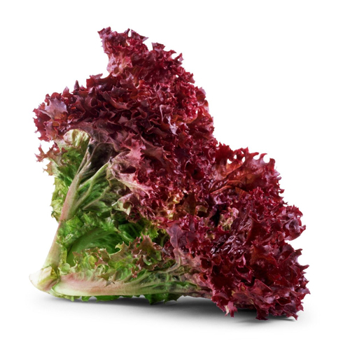 LETTUCE LOLLO ROSSO-HOLL-HEAD ( 250 GM )