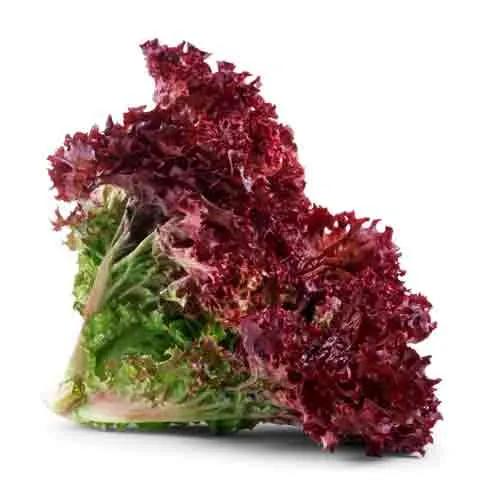 LETTUCE LOLLO ROSSO-HOLL-HEAD ( 250 GM )