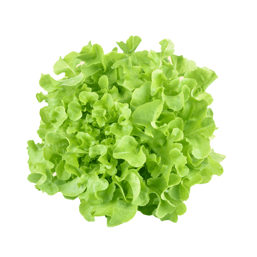 LETTUCE OAK LEAF - HOLL - HEAD ( 250 GM )