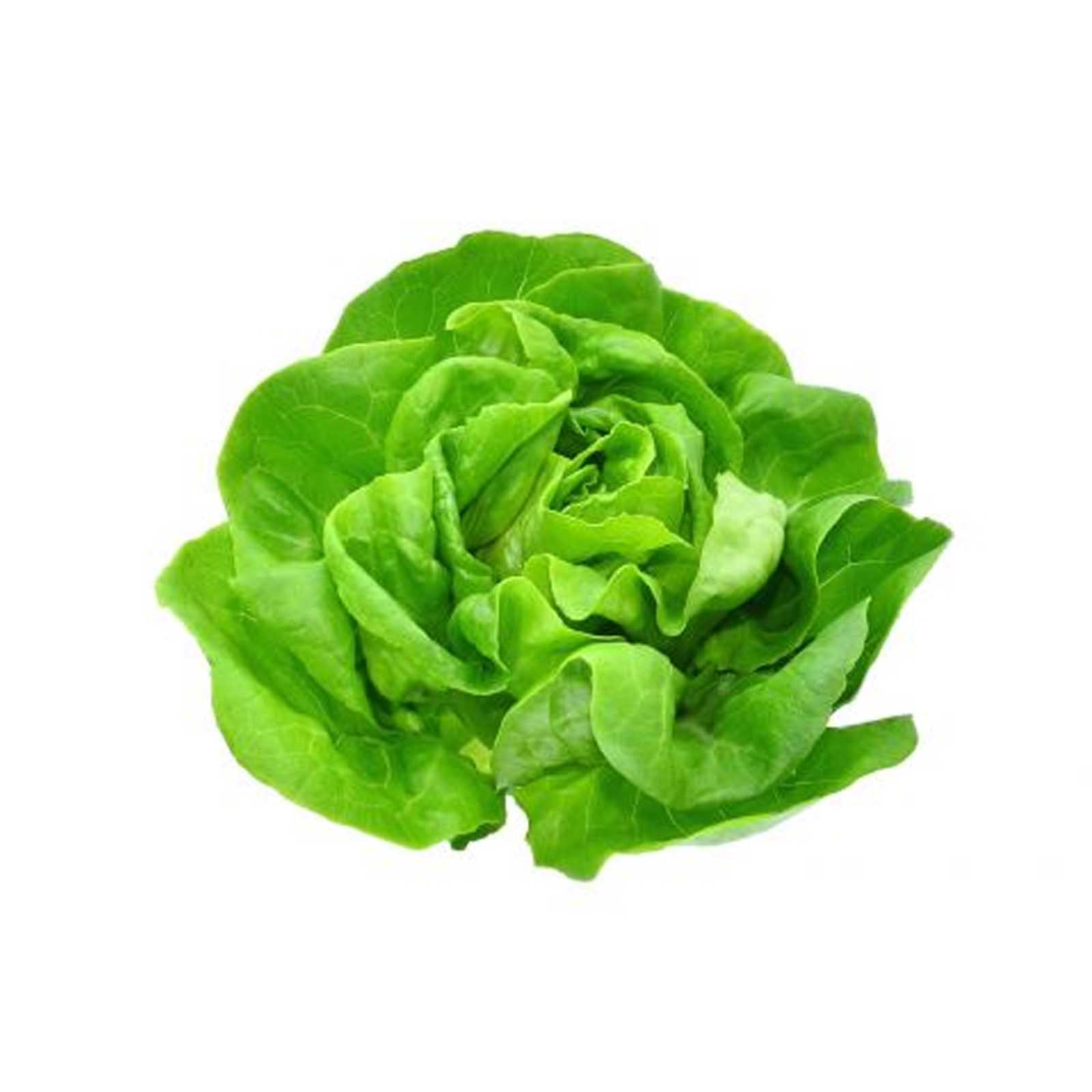 LETTUCE BOSTON - UAE - HEAD ( 200 GM )