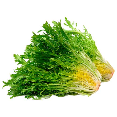 LETTUCE FRISEE GREEN - UAE - HEAD ( 250 GM )