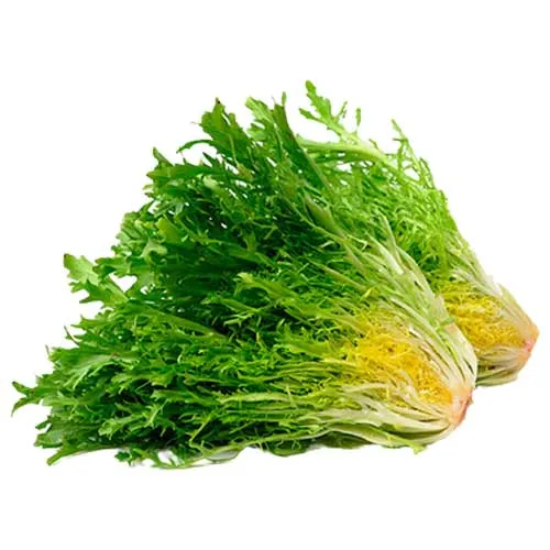 LETTUCE FRISEE GREEN - UAE - HEAD ( 250 GM )