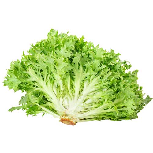 LETTUCE FRISEE GREEN - UAE ( KG )