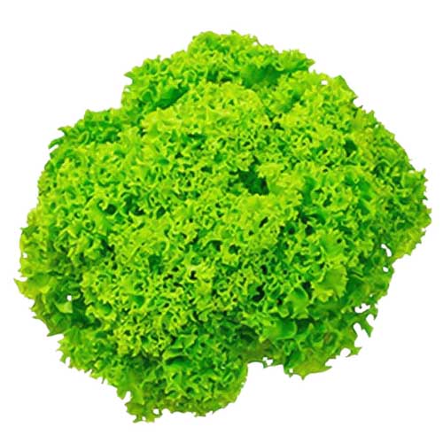 LETTUCE LOLLO BIONDA - HOLL ( KG )